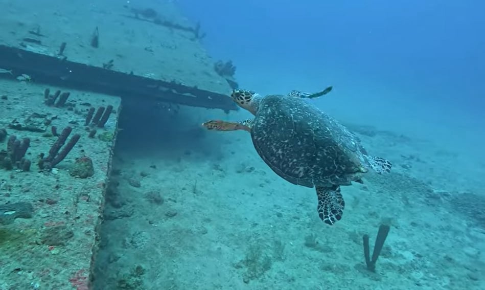 Snorkeling Excusions in Punta Cana Dominican Republic