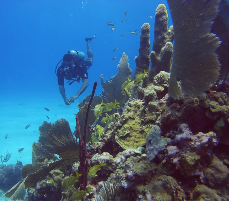 Local Diving at Catalina island in Dominican Republic