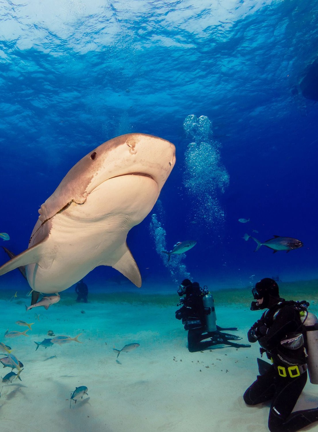 Best Shark Diving Experience in Bavaro, Punta Cana.