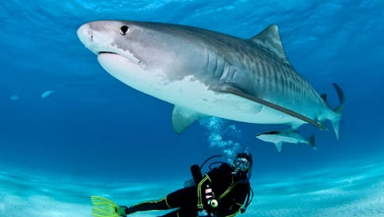 Buceo con tiburones Punta Cana Republica Dominicana