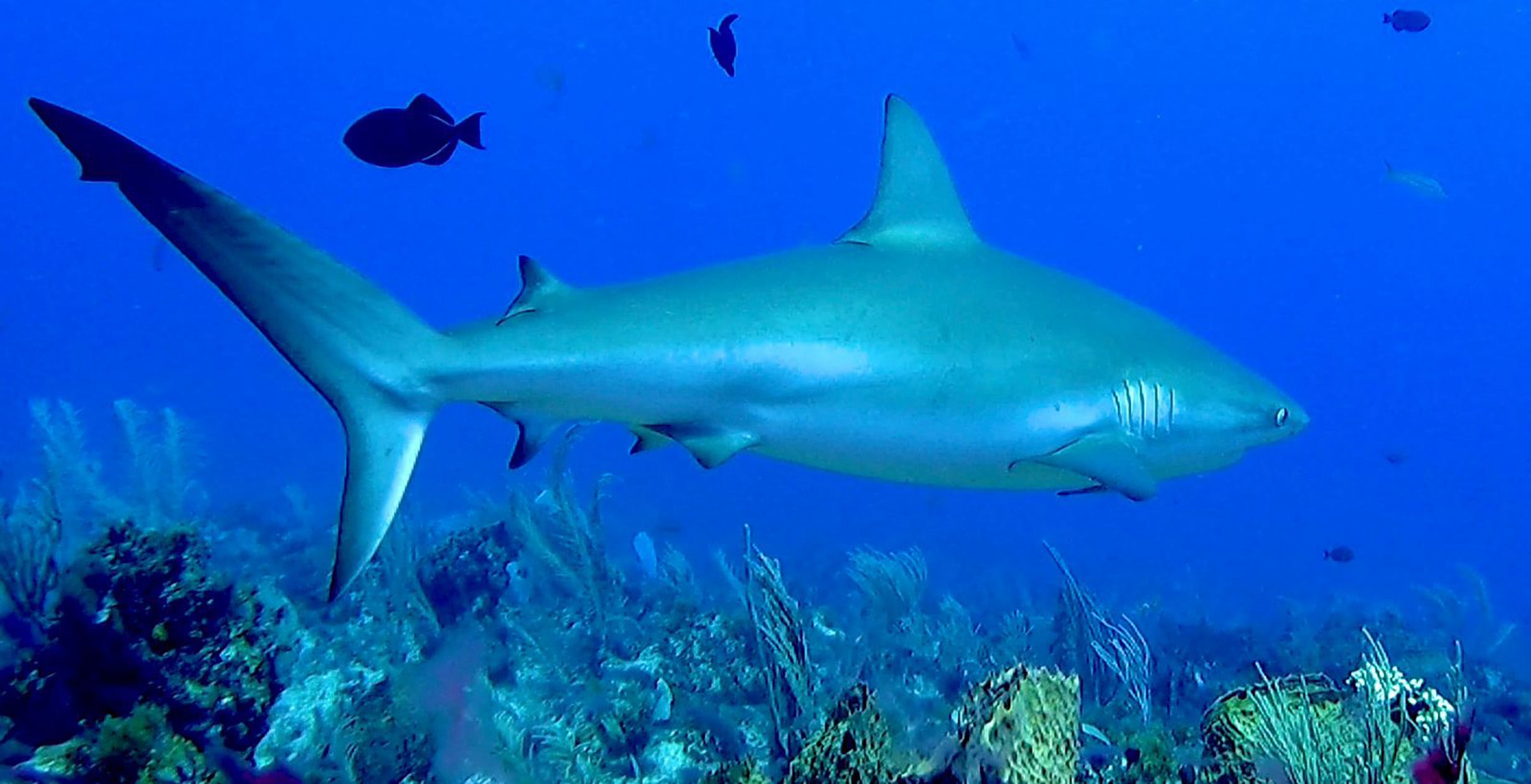 Diving Excusions from Punta Cana Dominican Republic