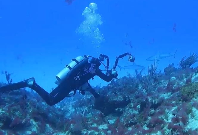 Buceo con TIBURONES en Punta Cana República Dominicana 