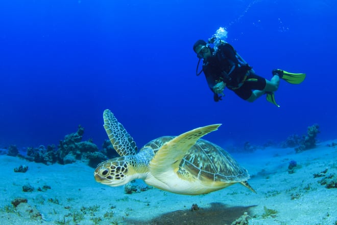 Mejores excursiones de buceos en Punta Cana con NAUTILUS.